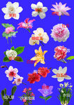 花卉
