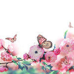 蝴蝶采花