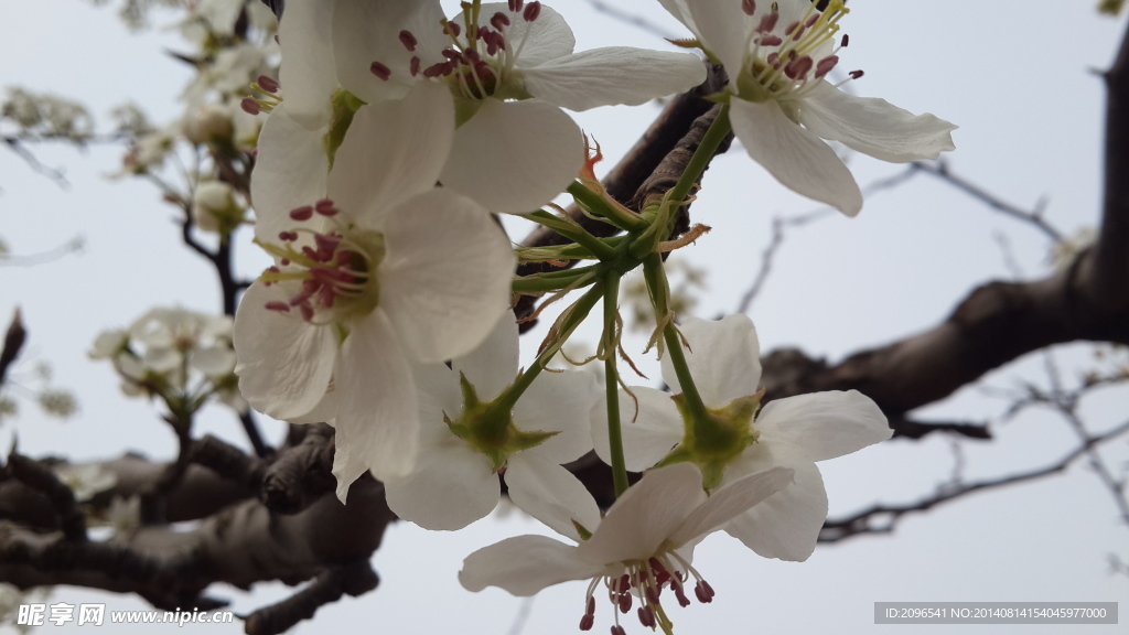 梨花