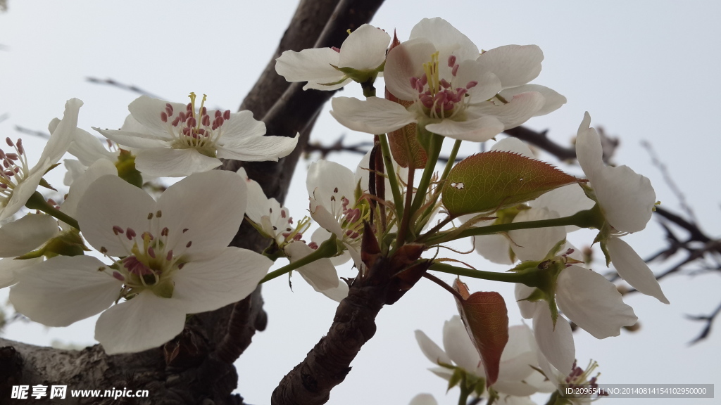 梨花