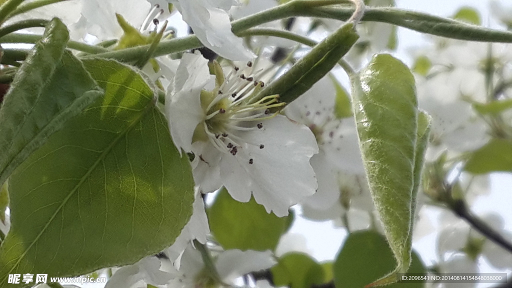 梨花