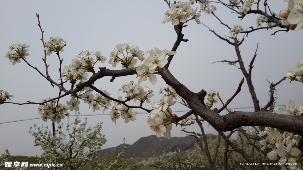 梨花