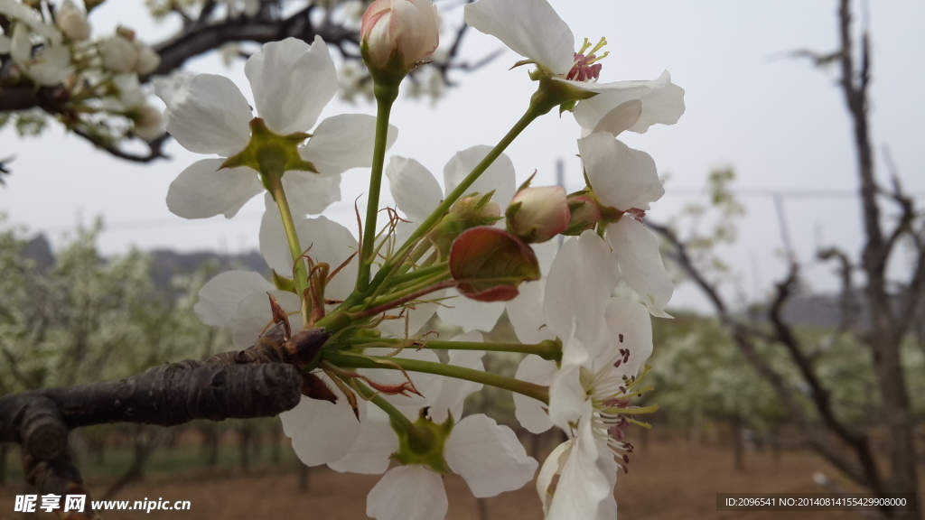 梨花