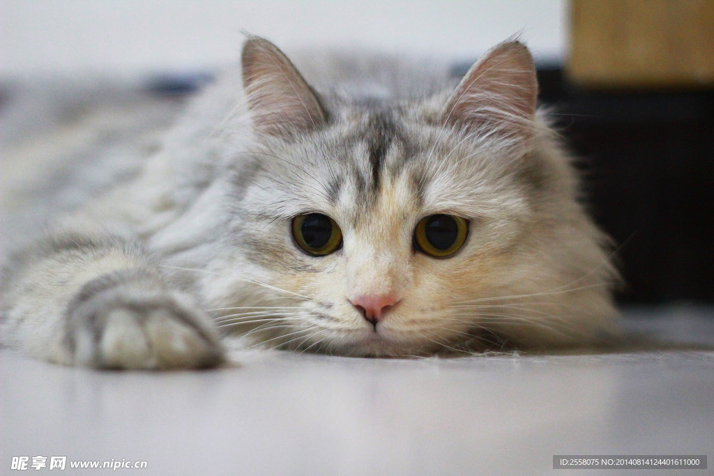 猫咪