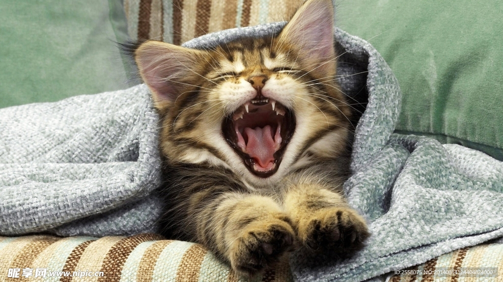 猫咪