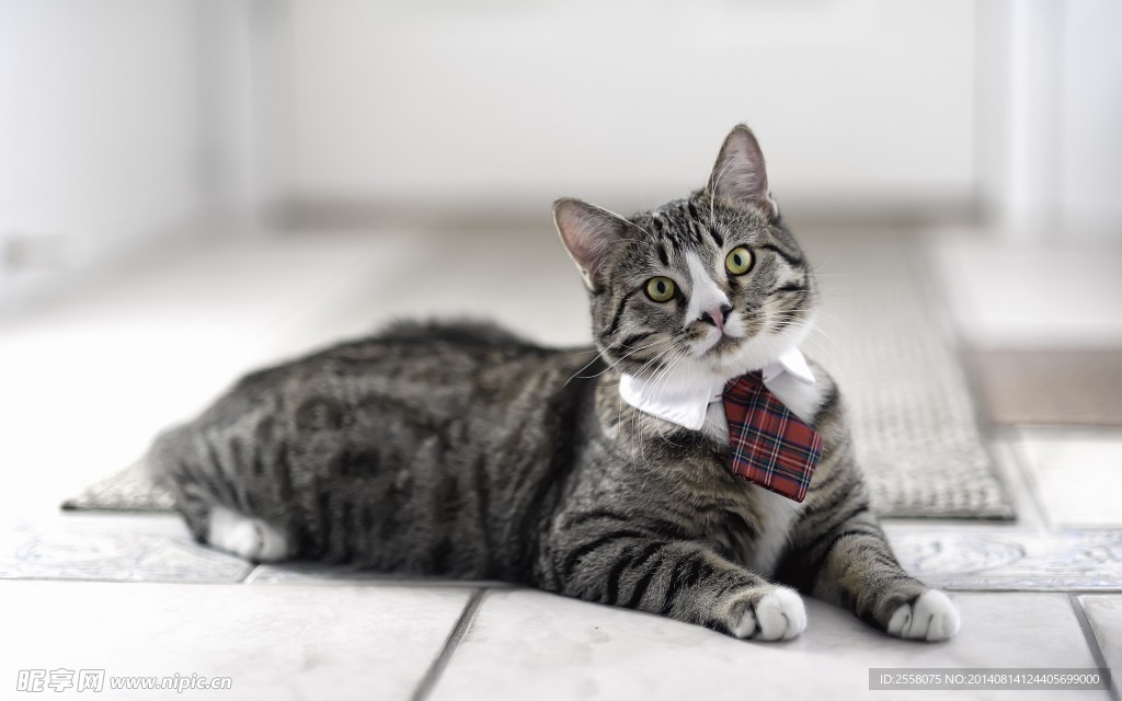绅士猫咪