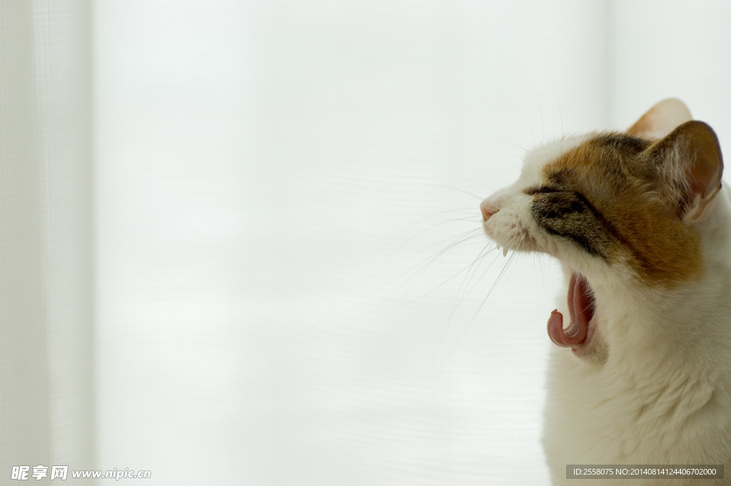 打哈欠猫咪