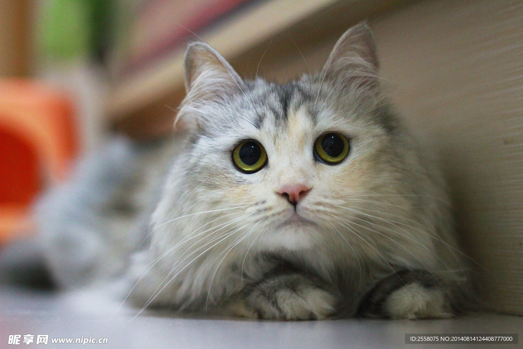 猫咪