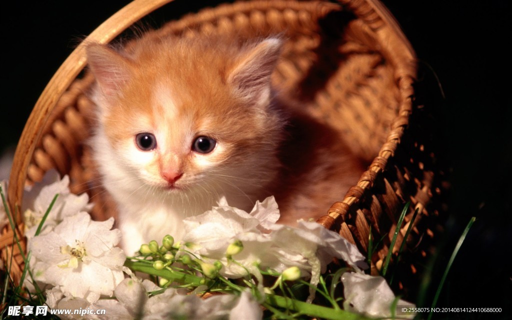 猫咪