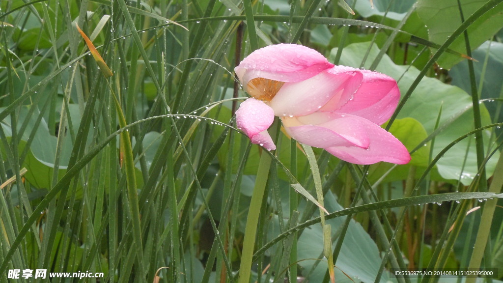 雨中荷花