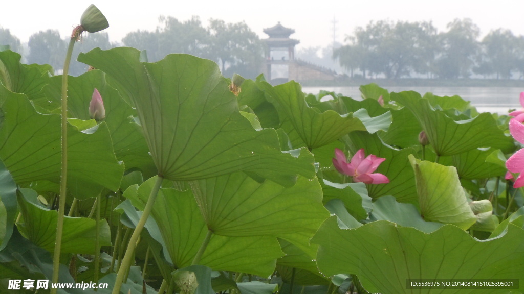 荷花