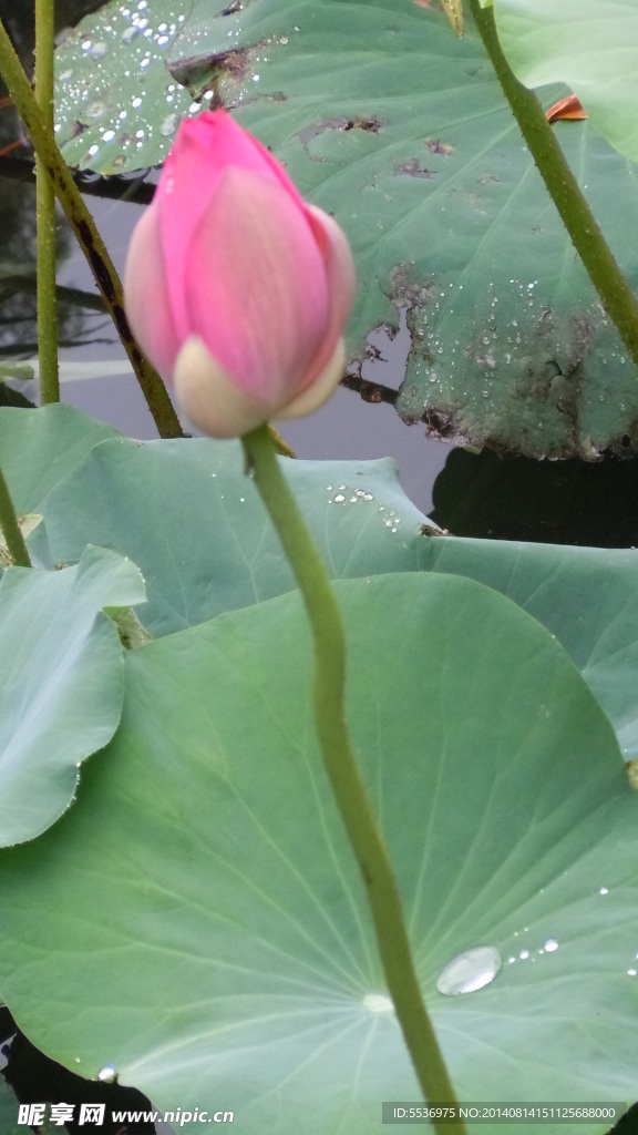 荷花