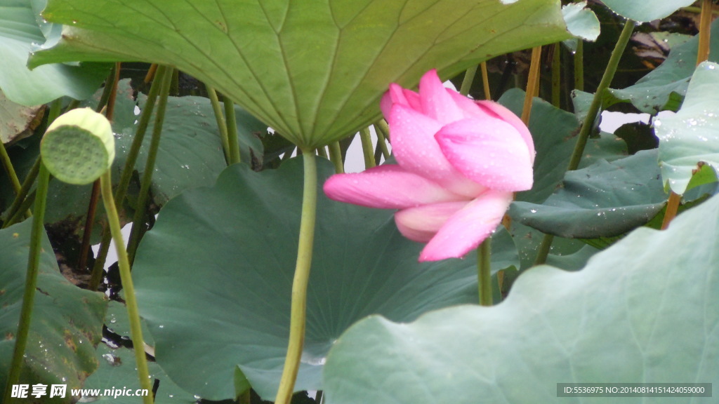荷花