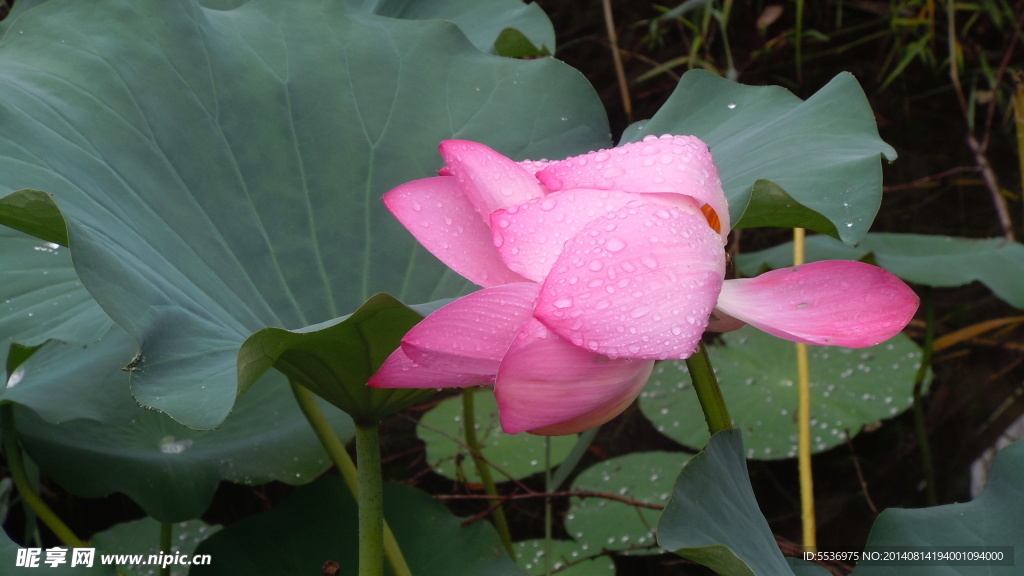 雨中荷花