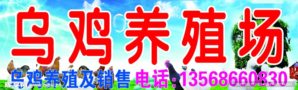 乌鸡养殖场