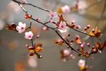 春天樱花花枝