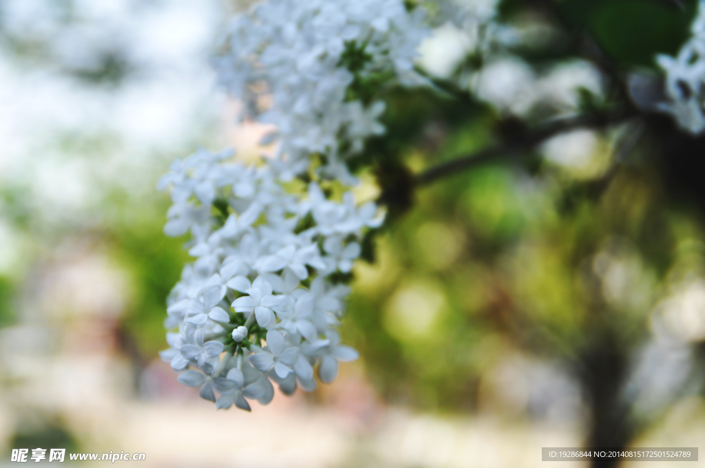 白色小花特写