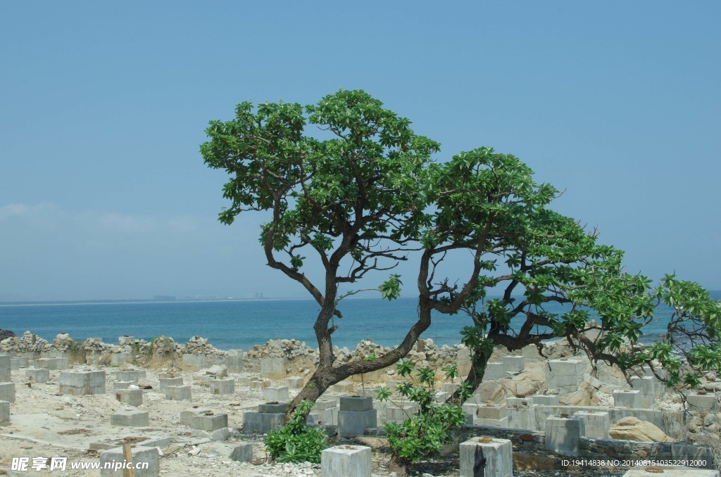 海边的树