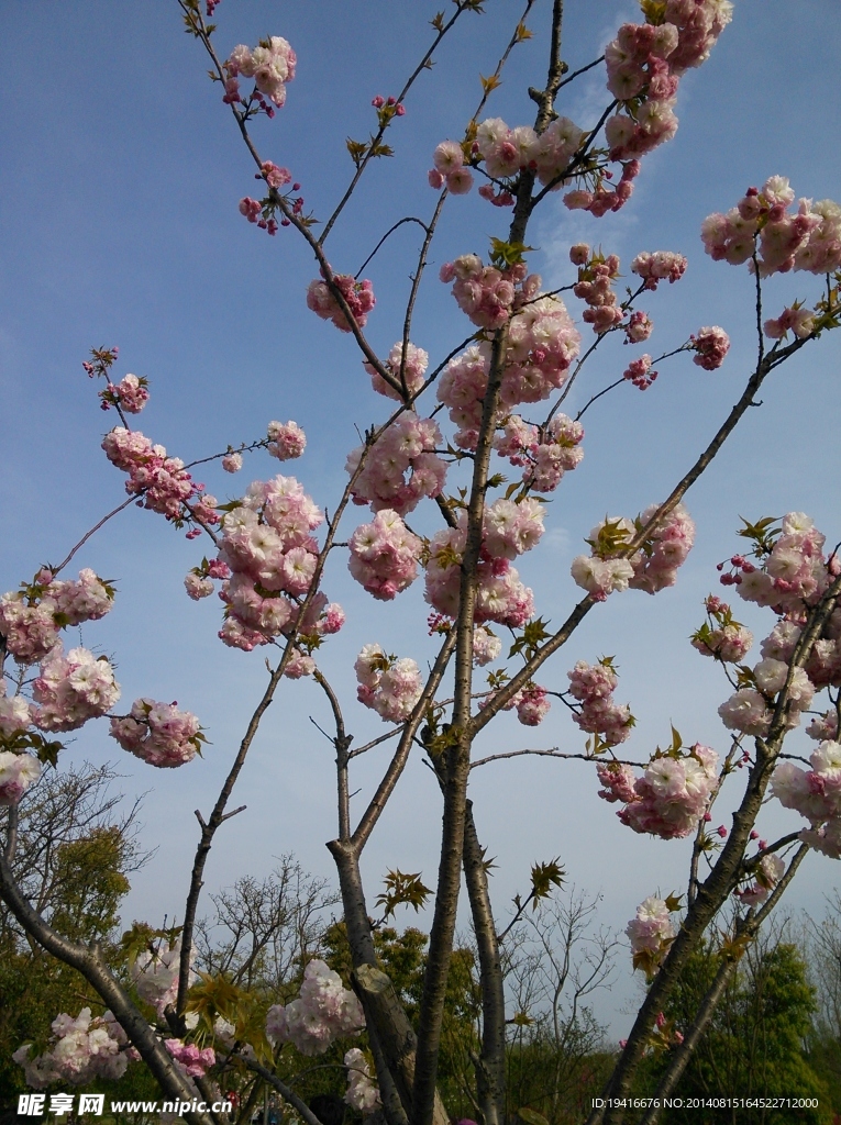 樱花