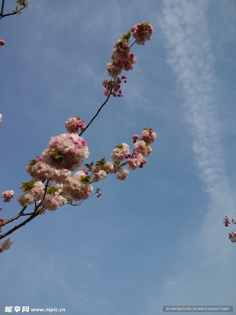 樱花
