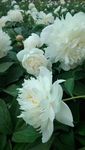 芍药