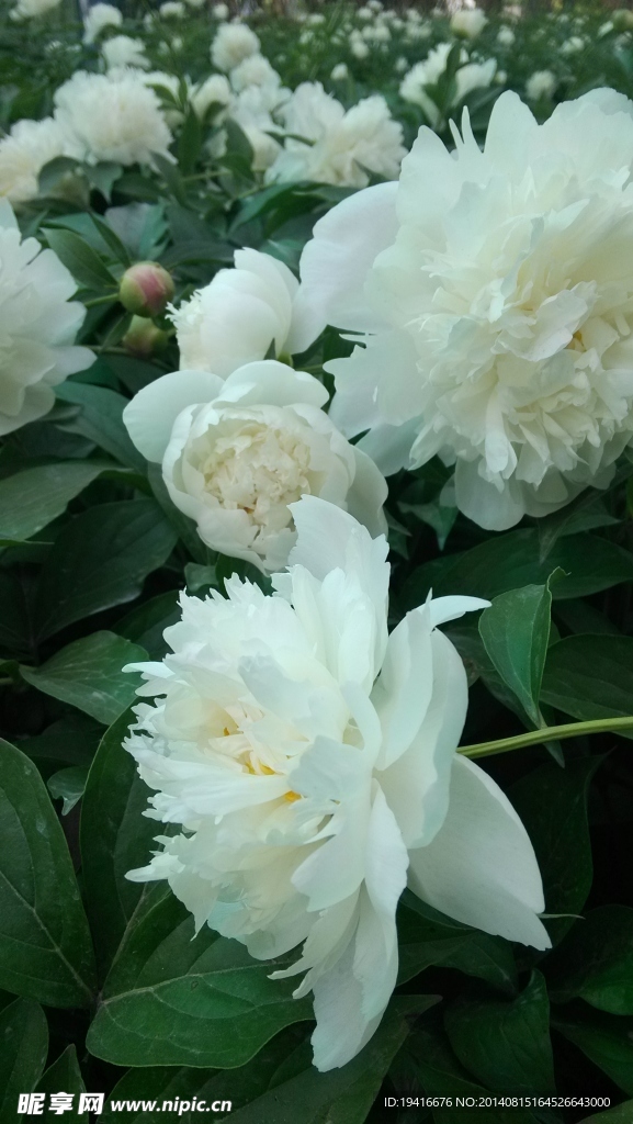 芍药