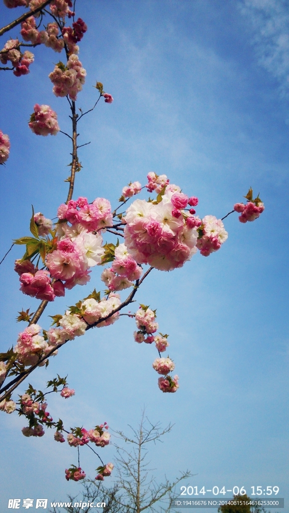 樱花
