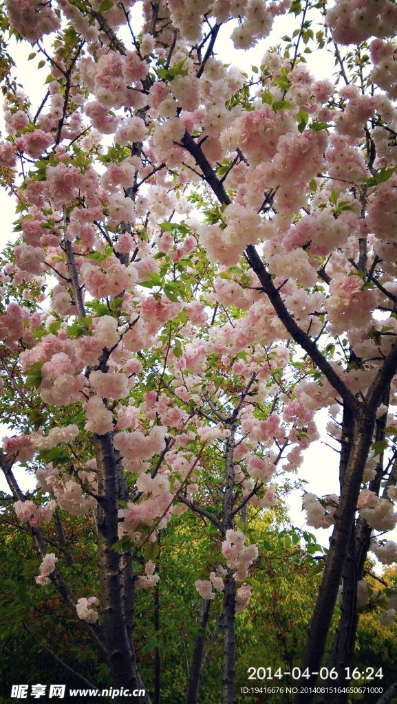 樱花