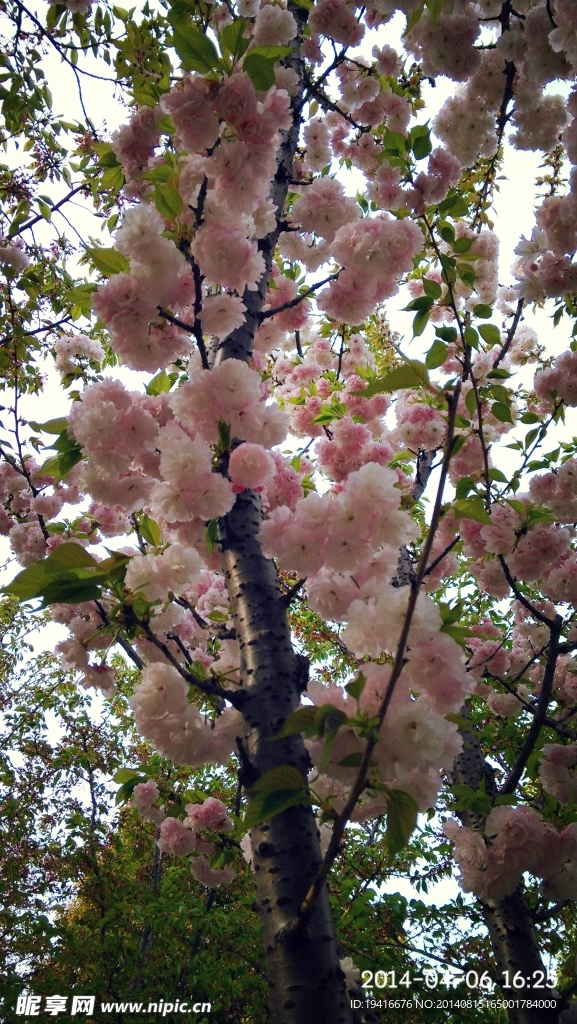 樱花