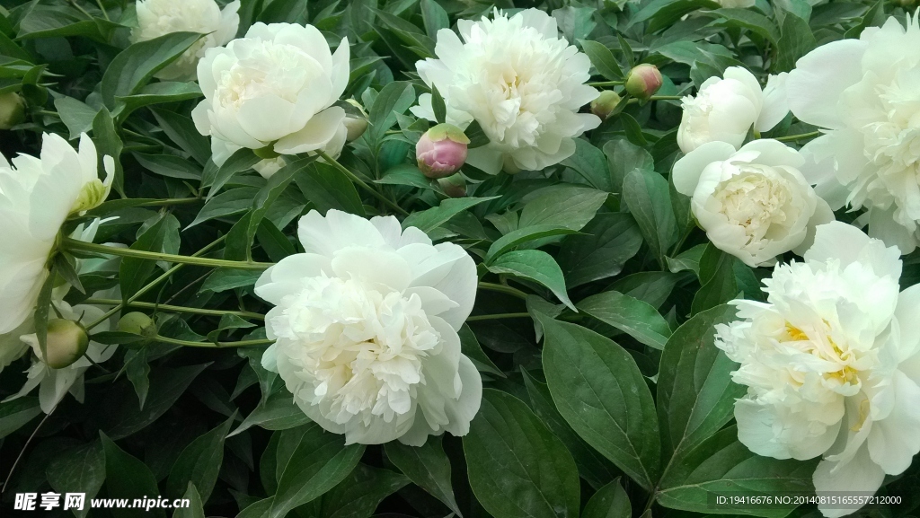 芍药