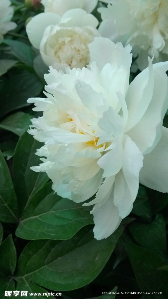 芍药