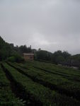 茶园