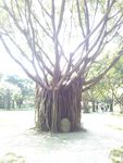 香港大榕树