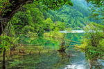 四川九寨箭竹海