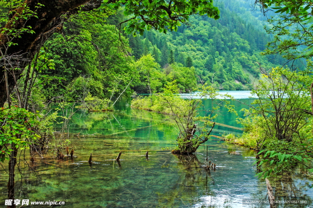 四川九寨箭竹海