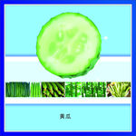 黄瓜