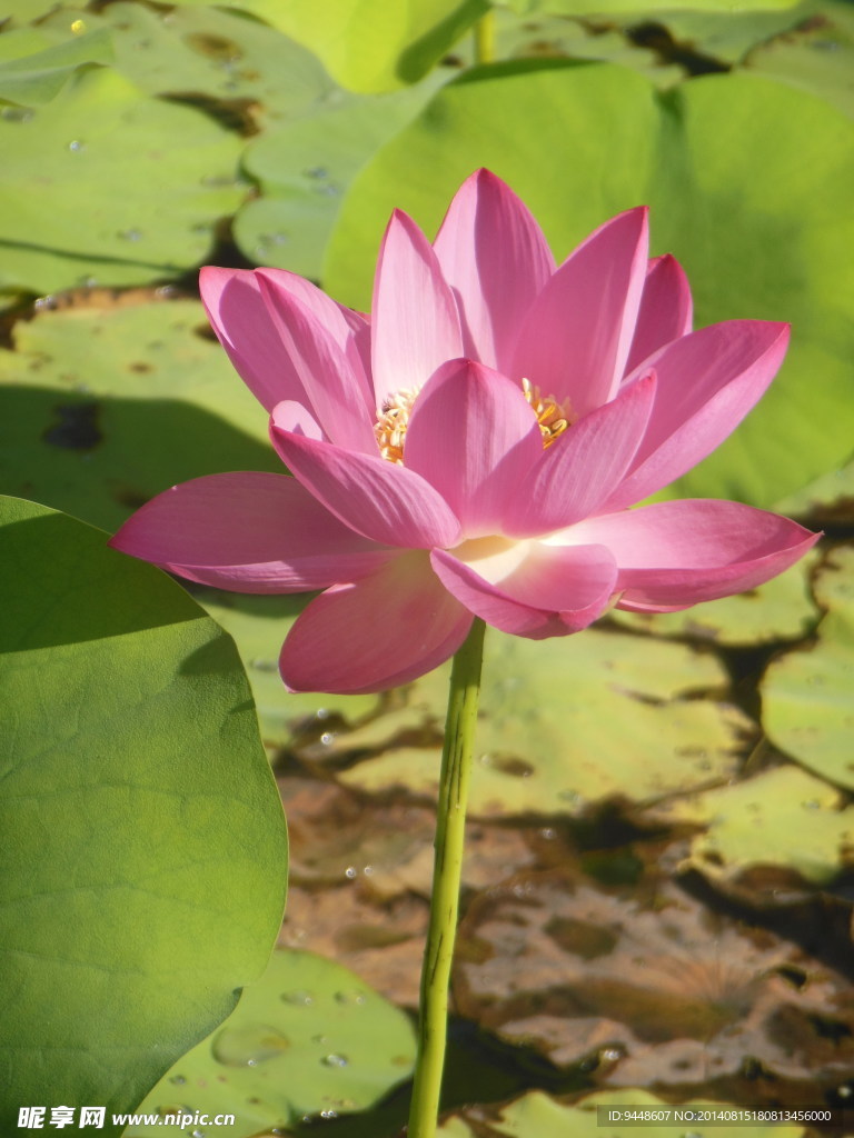 荷花