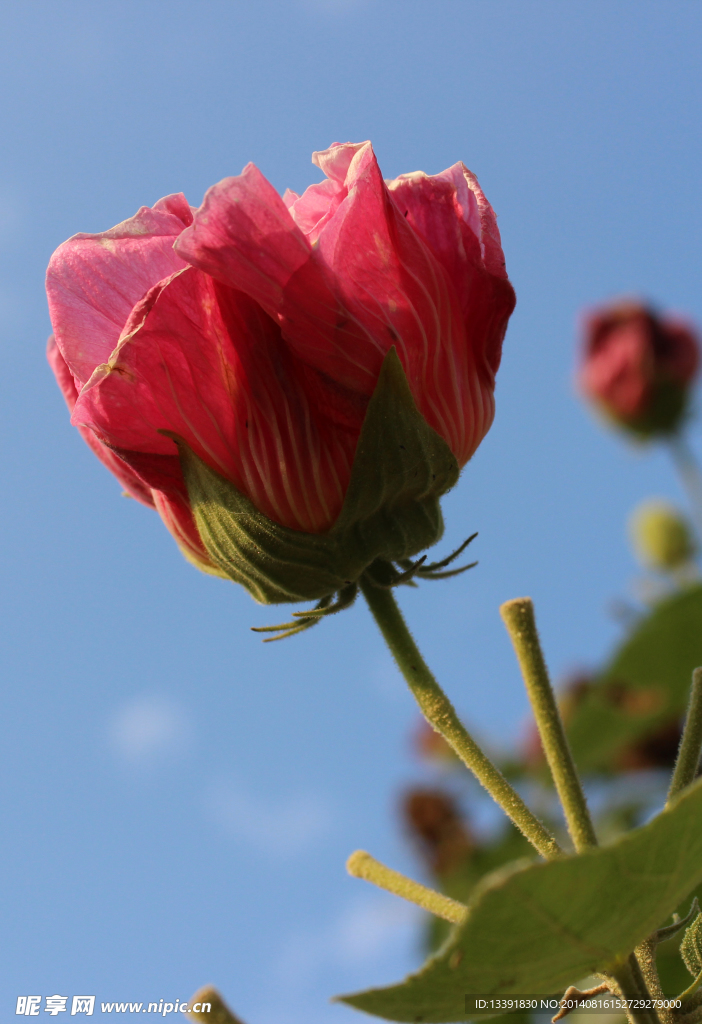 木棉花