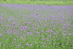 紫色  马鞭草 薰衣草
