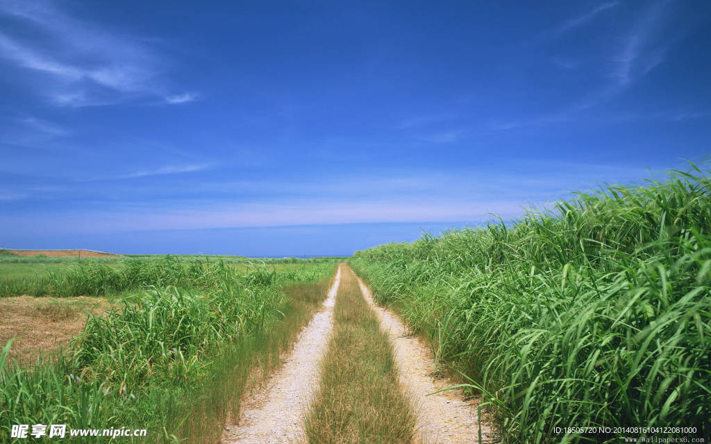 蓝天绿草背景
