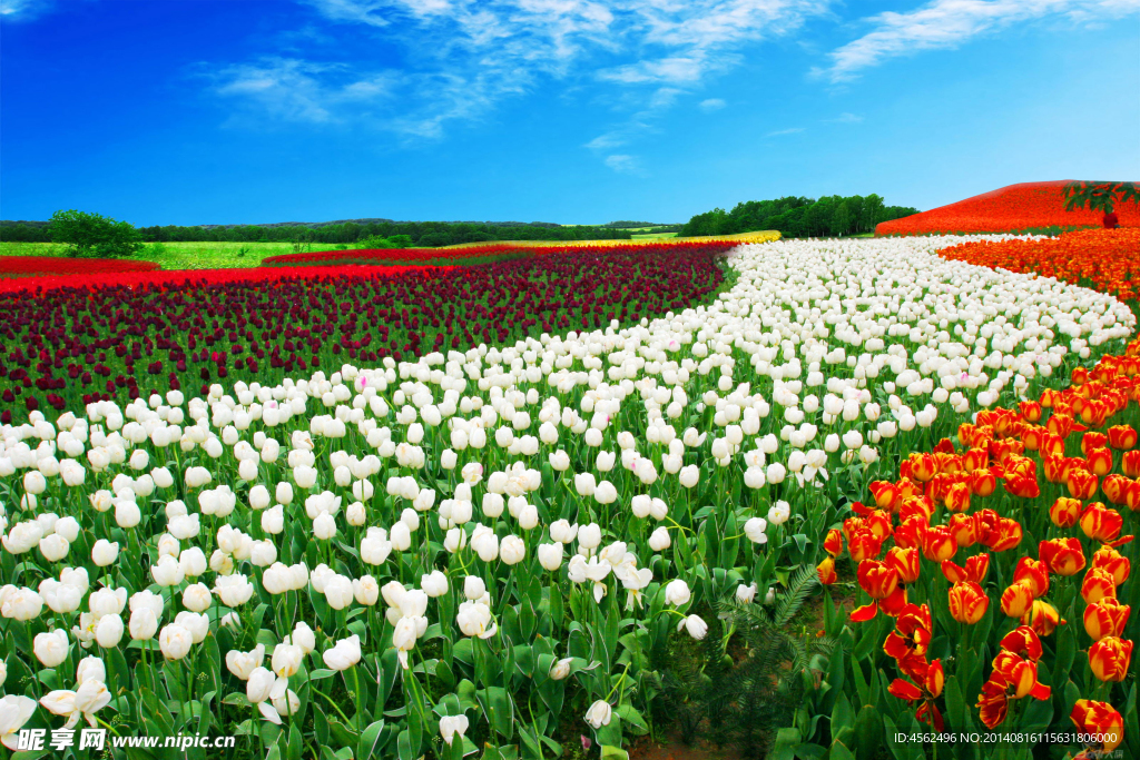 郁金香花海