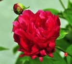 芍药花