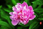 芍药花