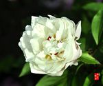 芍药花
