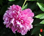 芍药花