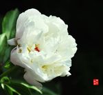 芍药花