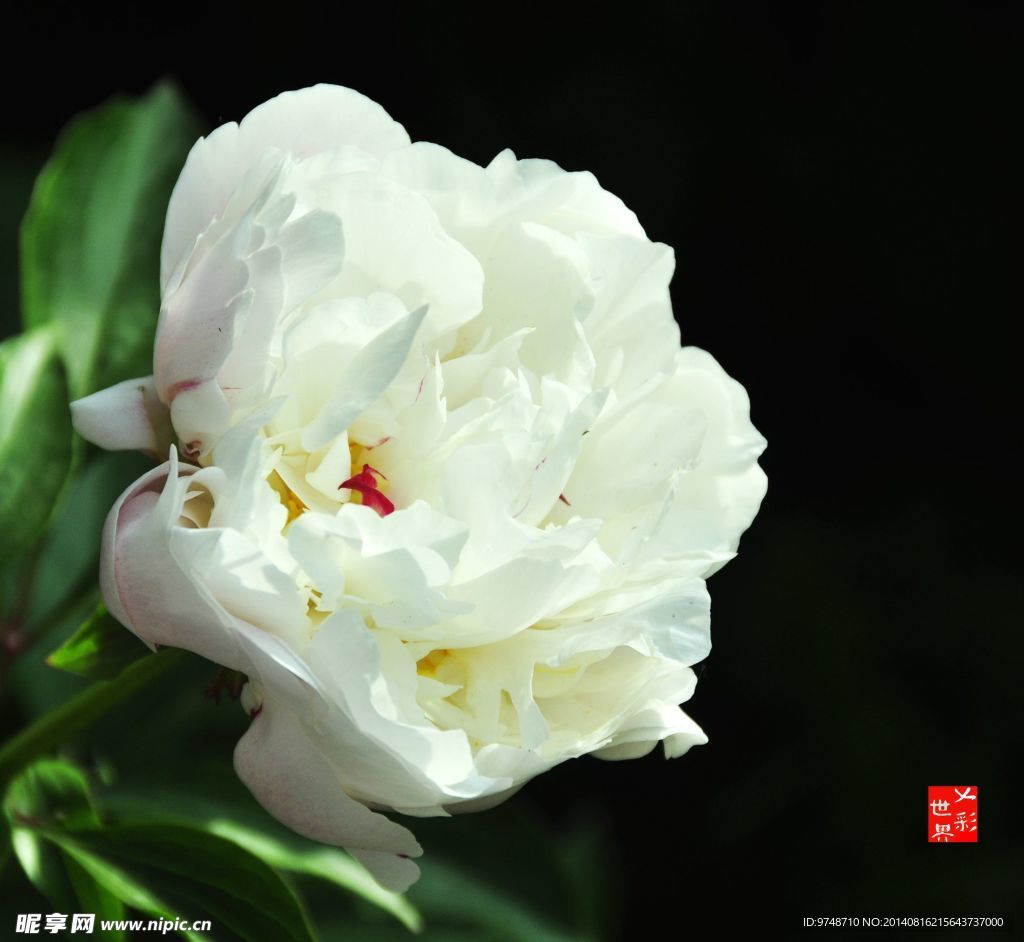 芍药花