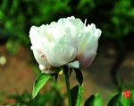 芍药花