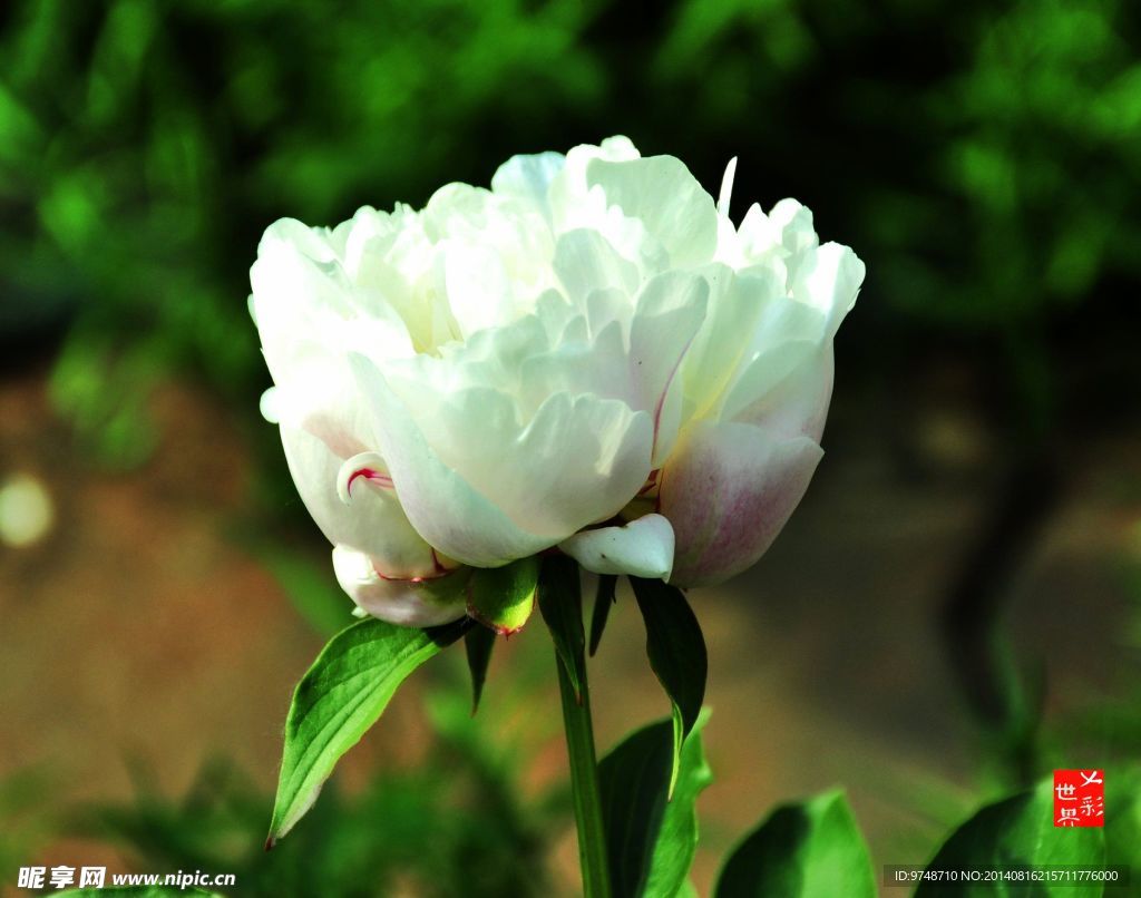 芍药花