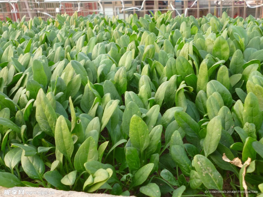 高楼菠菜